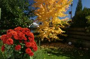 2010-10-04_Herbstmotive _Garten_02_WP